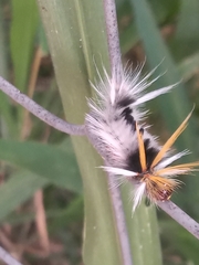 Halysidota ruscheweyhi