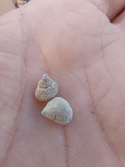 Tectarius striatus
