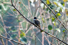 Pycnonotus xanthorrhous