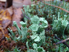 Cladonia deformis