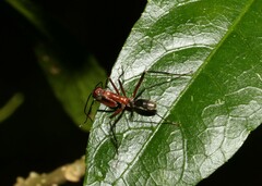 Leptomyrmex tibialis