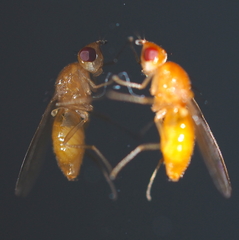Chamaepsila