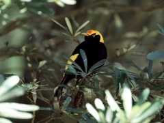 Sericulus chrysocephalus