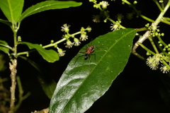 Leptomyrmex tibialis
