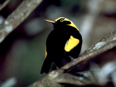 Sericulus chrysocephalus