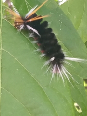 Halysidota ruscheweyhi