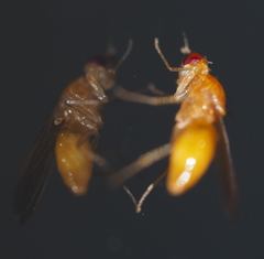 Chamaepsila