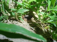 Parabuthus transvaalicus