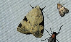 Oglasa prionosticha