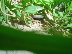 Parabuthus transvaalicus