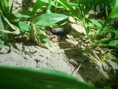 Parabuthus transvaalicus