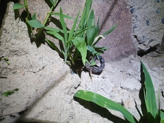 Parabuthus transvaalicus