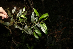 Diospyros australis