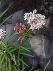 Asclepias angustifolia