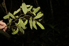 Diospyros australis