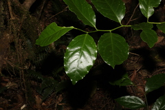 Pennantia cunninghamii