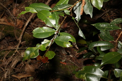 Syzygium australe