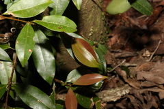 Syzygium australe