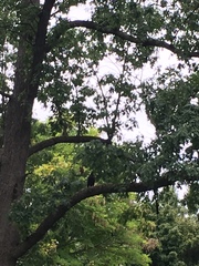 Cathartes aura septentrionalis