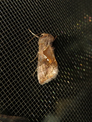 Chrysodeixis subsidens