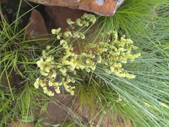 Psammotropha