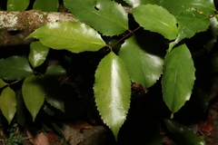 Daphnandra apatela