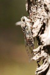 Cicada orni