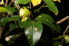 Cryptocarya foveolata