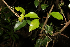 Cryptocarya foveolata