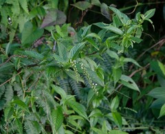 Gonzalagunia hirsuta