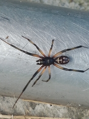 Steatoda capensis