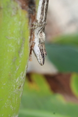 Anolis quercorum
