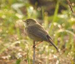 Iduna caligata