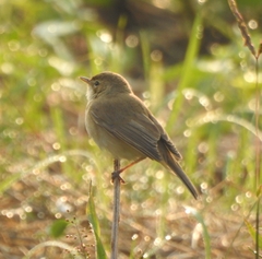 Iduna caligata