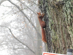 Sciurus vulgaris