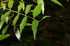 Zanthoxylum brachyacanthum