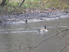 Branta canadensis