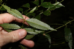 Zanthoxylum brachyacanthum