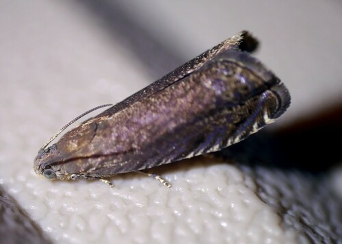 Deep-brown Piercer