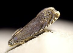Grapholita tenebrosana