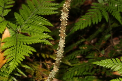 Zanthoxylum brachyacanthum