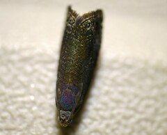 Grapholita tenebrosana