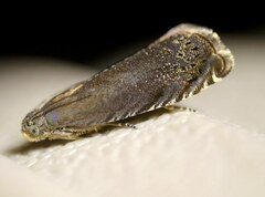 Grapholita tenebrosana