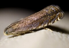 Grapholita tenebrosana