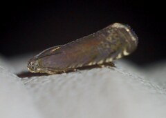 Grapholita tenebrosana