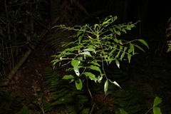 Zanthoxylum brachyacanthum