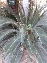 Cycas revoluta