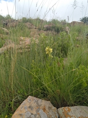 Eulophia welwitschii