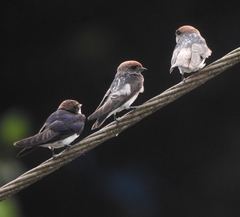 Petrochelidon fluvicola