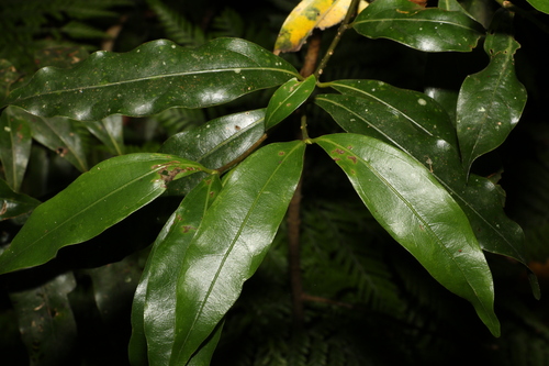 Image of Cinnamomum virens by (c) Greg Tasney, some rights reserved (CC BY-SA)